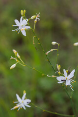 Asparagaceae is a species of herbaceous plants of the Asparagaceae family, common in Europe and northern Turkey