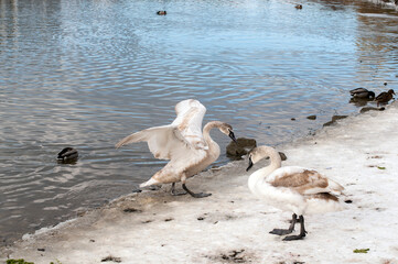 Naklejka premium White swans stand in the water. Reflections of the golden sun in a blue pond.