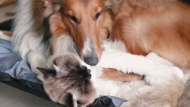 Big dog play with small cat on its bed in sunny afternoon, rough collie and ragdoll cat live together friendly at home, 4k slow motion footage, pet lifestyle concept.