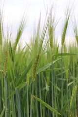 green wheat in the field