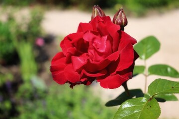 closeup of red rose in garden