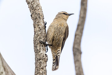 Brown Treecreeper in South Australia