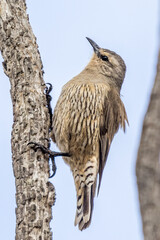Brown Treecreeper in South Australia