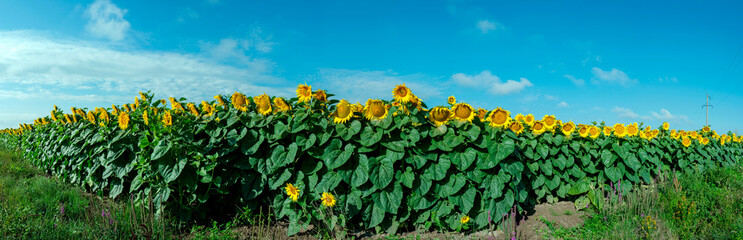 Sunflower field in the afternoon. Panorama of beautiful nature landscape. Farm field idyllic scene
