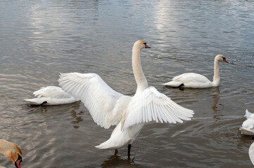 the swan spreads its wings on the shore of the lake under the bright sun