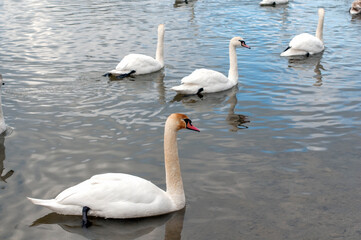 white swans group on the lake swim well under the bright sun