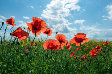 Red poppies against the light, bright sky.