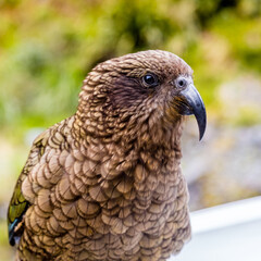 Kea - Parrot in New Zealand