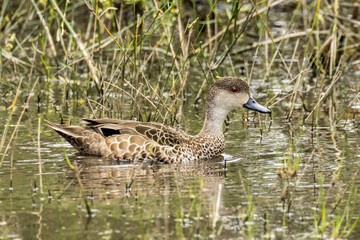 Grey Teal in South Australia
