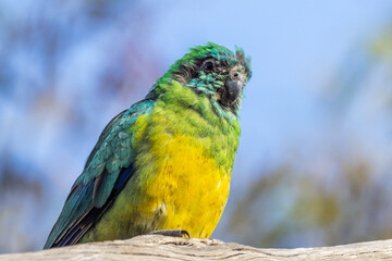 Red-rumped Parrot in South Australia