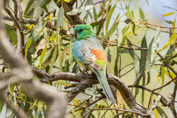 Red-rumped Parrot in South Australia