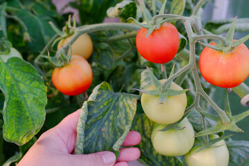 An agronomist holds a tomato leaf in his hand against a background of red and green fruits, which is sick with Phytophthora Infestans.Tomatoes got sick with late blight.Causes of tomato disease.