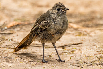 Southern Scrub Robin in South Australia