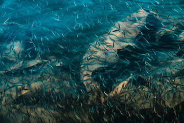 Fototapeta na wymiar banc de petit poisson dans le lac