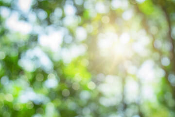 Abstract green foliage and tree in jungle blur with sun light spring summer. Farming concept on plant forest and environment day of farmer organic building.