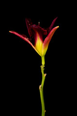 Fototapeta premium Flower lily, hemerocallis blooming on black background. Day lily bud close up.