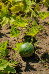 pumpkin in the organic garden