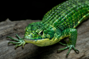 The Mexican Alligator Lizard (Abronia graminea), or Green Arboreal Alligator Lizard, or Terrestrial...