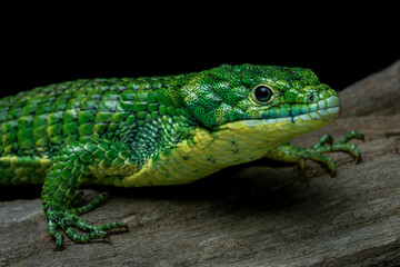 The Mexican Alligator Lizard (Abronia graminea), or Green Arboreal Alligator Lizard, or Terrestrial Arboreal Alligator Lizard, is an endangered species of lizard endemic to the highlands of Mexico.