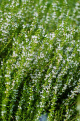 Savory Plant - Winter Savory Herb Plant (Satureja hortensis)