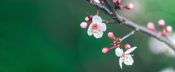 Spring blossoming branch wide background with copy space. Floral seasonal backdrop.