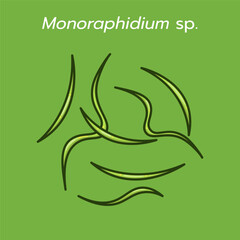 Monoraphidium is a genus of green algae in the family Selenastraceae whose morphology features long cells with either straight or crescent shapes.  Monoraphidium can accumulate lipids in their cells.