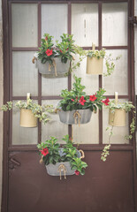 flower pots hanging on a grunge door - 552264691