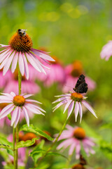 .purple coneflower in the garden..