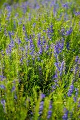 Purple flowers of hyssop (hyssopus officinalis)