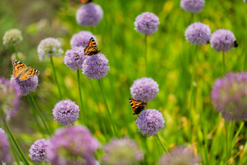 Wild Chives and lady orange butterfly.