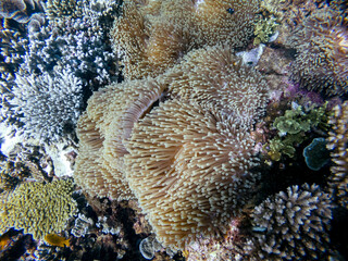 Coral reef in Mayotte Lagune, French territory.