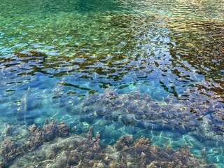 Algae in transparent clear sea water.