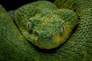Western Bush Viper or West African Leaf Viper (Atheris chlorechis), is a genus of venomous vipers. Closeup head of Western Bush Viper.