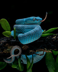 Trimeresurus insularis or Blue Insularis is venomous pit vipers and endemic species in Indonesia. 