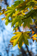 Green maple leaf in autumn forest. Shallow depth of field.