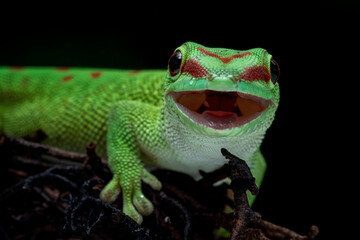 Madagascar Day Gecko (Phelsuma grandis) 