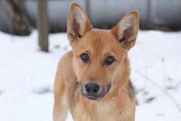 fawn dog closeup photo on snowy white background