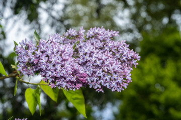 Common lilac