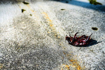 Inverted beetle insect on the ground with copy space
