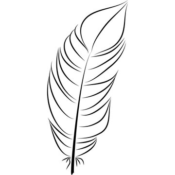 feather illustration, drawing, engraving, ink line art