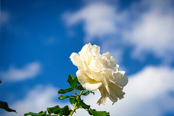 さわやかな快晴の日に、散策を楽しみながら満開のバラを堪能