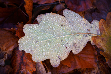Oak Art - Eichenkunst