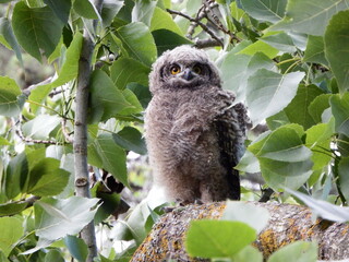 owl family Mom and Owlet