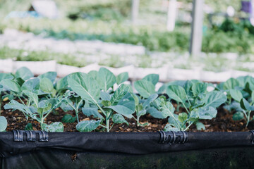 female farmer working early on farm holding wood basket of fresh vegetables and tablet..