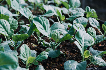 female farmer working early on farm holding wood basket of fresh vegetables and tablet..