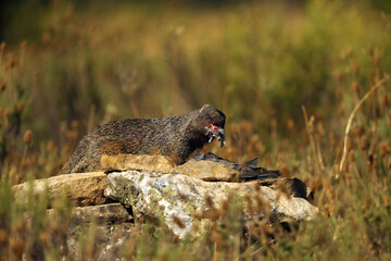The Egyptian mongoose (Herpestes ichneumon), also known as ichneumon, mongoose with prey. The mongoose eats the remains of a pigeon in the yellow grass.