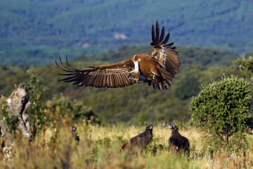 The griffon vulture (Gyps fulvus) flies to the feeding ground above the heads of two black vultures. The vulture goes into a flock of other vultures.
