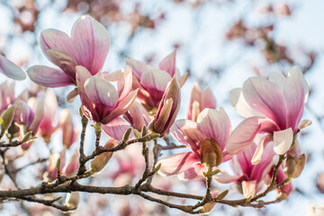 Magnolia bloomed against the sky. beautiful flowers pink flowers magnolia background. The beginning of spring.