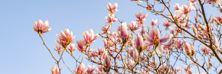 Magnolia bloomed against the sky. beautiful flowers pink flowers magnolia background. Beginning of spring banner.