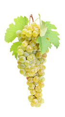 bunch of grapes isolated